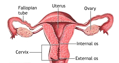 checking cervix in early pregnancy