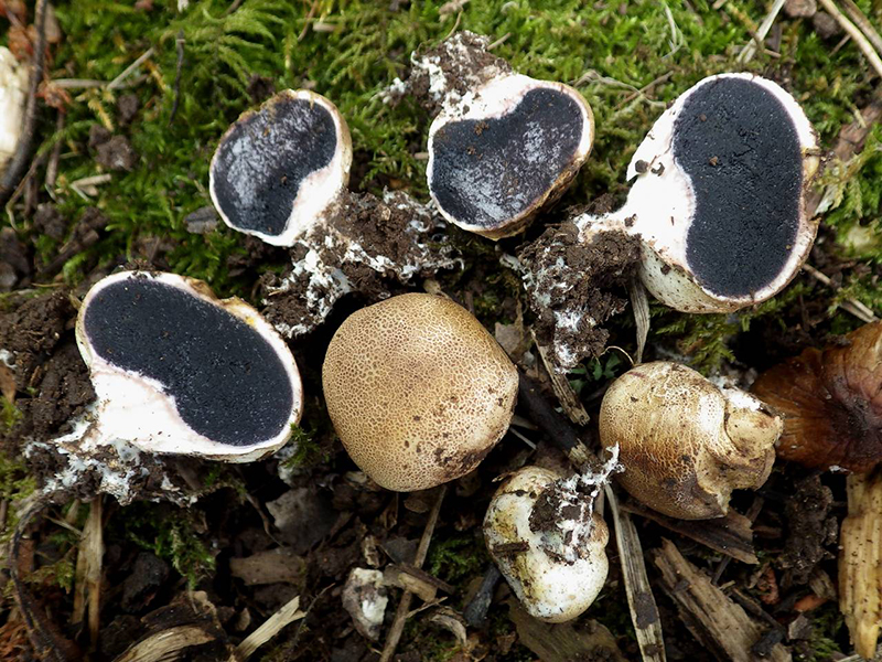 Дождевики: описание съедобных видов, рецепты, предупреждения о ядовитых грибах