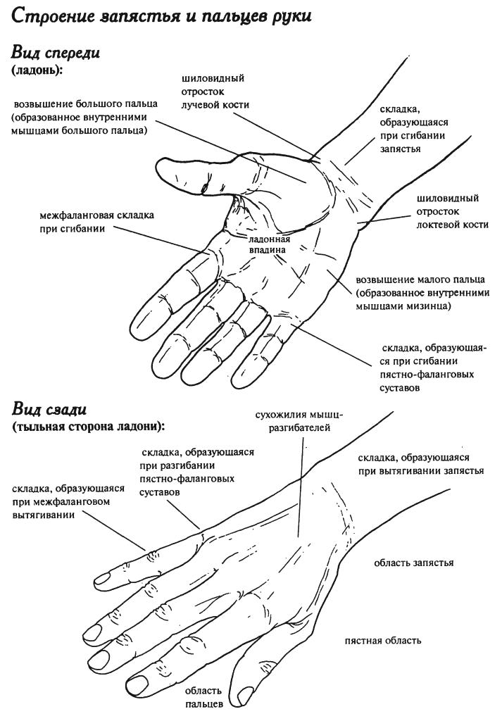 Болит рука запястье чем лечить. Основание большого пальца руки. Лучезапястный сустав кисти. Болит тыльная сторона запястья.
