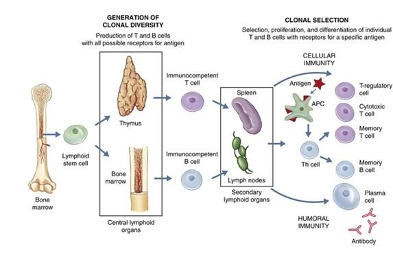 Схема развития и активации иммунных клеток. Предшественники лимфоцитов мигрируют из костного мозга в тимус, где дают начало T-клеткам, или остаются в костном мозге, давая начало B-клеткам. После встречи с антигеном (красная звёздочка) дендритная клетка (АРС — antigen presenting cell) представляет фрагменты антигена наивной T-клетке (Th cell), которая даёт начало зрелым популяциям T-клеток и стимулирует B-клетки. Из наивных B-клеток получаются плазматические клетки, продуцирующие антитела, и B-клетки памяти
