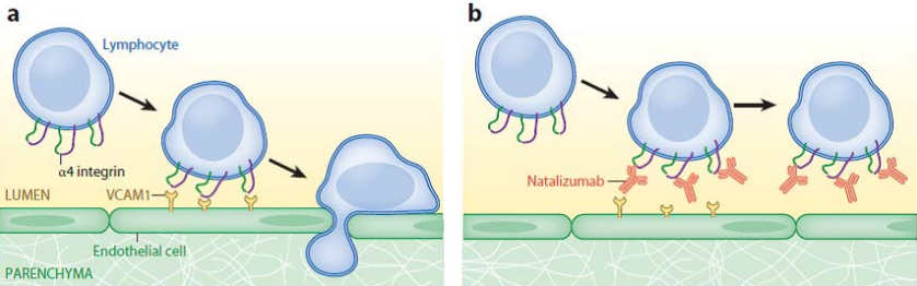 Рис. 5. Механизм действия Tysabri (natalizumab). a. Лимфоцит прикрепляется к стенке кровеносного сосуда благодаря взаимодействию α4-интегрина на поверхности лимфоцита и VCAM1 на поверхности эндотелиальной клетки, проникает через гематоэнцефалический барьер в паренхиму мозга и разрушает миелиновые оболочки нейронов. b. Natalizumab блокирует взаимодействие α4-интегрина и VCAM1, снижая проникновение лимфоцитов в мозг