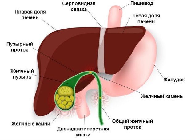 71144916-ostraya-pechenochnaya-nedostatochnost-virusnye-gepatity