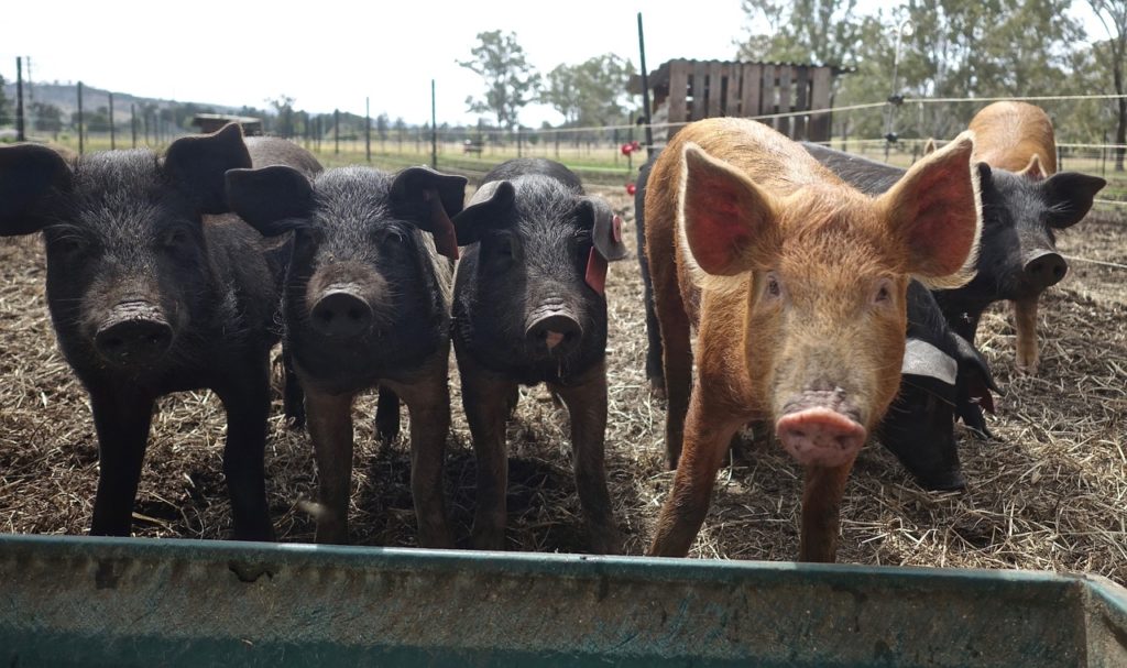 pig diseases prevention