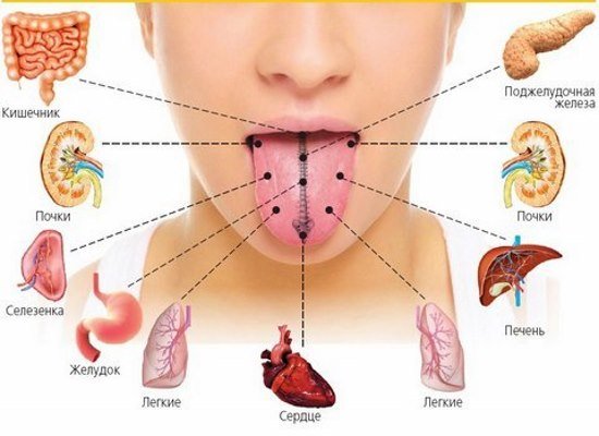 Щитовидная железа отвечает за работу целого организма