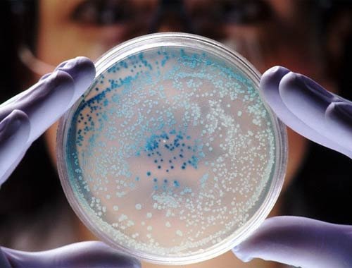 Болезнетворные бактерии – причина воспаления в придатках
