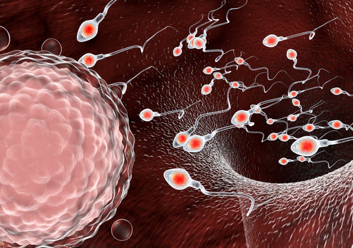 Pokretljivost je važna jer spermatozoidi prelaze dug put do jajne ćelije.