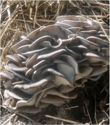 oyster-mushrooms-growing-in-a-compost-pile