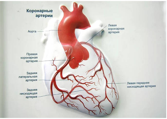 Анатомия коронаров