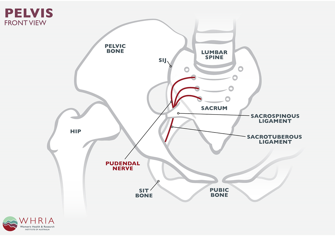 Анатомия полового нерва