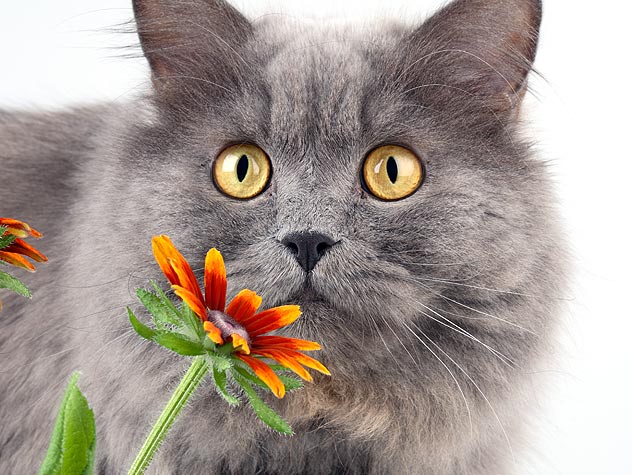 gray cat sniffing a flower