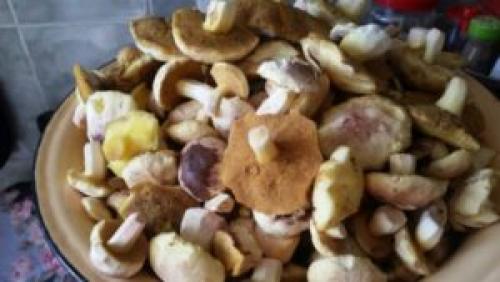 Как мариновать грибы маслята. Маринованные маслята – 9 самых вкусных рецептов, как мариновать грибы маслята