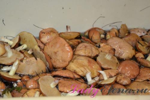 Рецепты консервирования грибов на зиму. Грибы маслята на зиму в банках — пошаговый фото рецепт
