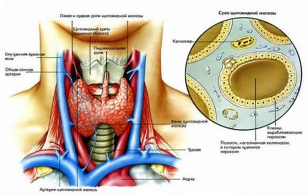 Нормы и отклонения ТТГ после удаления щитовидной железы