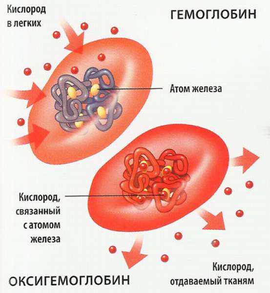 Почему падают показатели гемоглобина в крови, и как от этого можно избавиться разными способами?