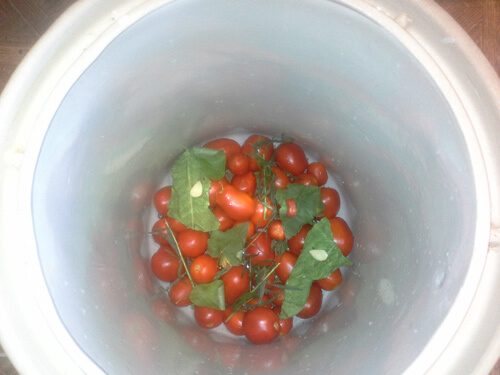 pomidory v bochke 5