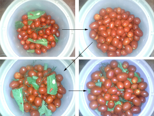 pomidory v bochke 8