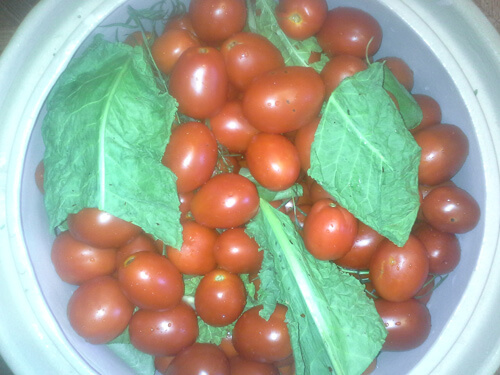 pomidory v bochke 9
