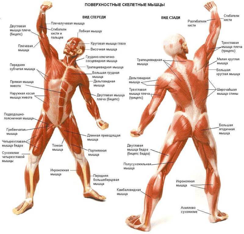Что такое точки напряжения в мышцах и как их лечить