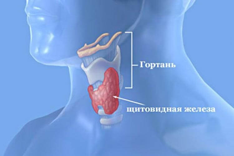 Щитовидная железа:19 признаков проблем