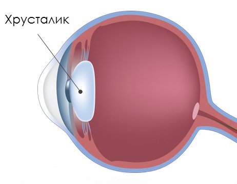 Первичная слабость аккомодации