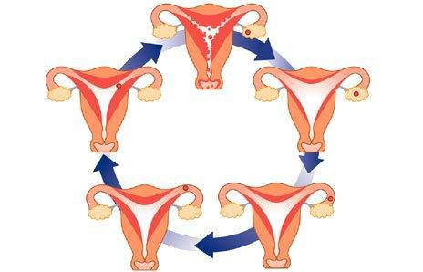 месячный цикл у женщин