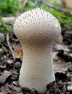 грибы дождевики полезные свойства