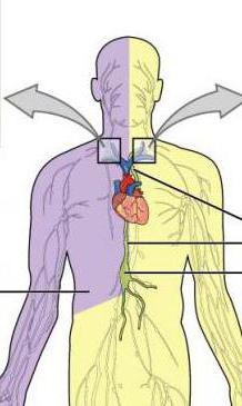 топография грудного лимфатического протока