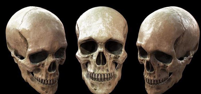  форма черепа человека 