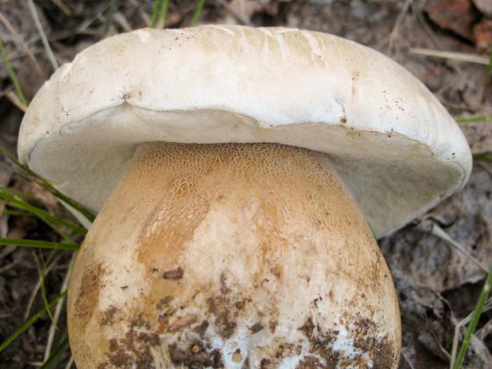 как обработать белый гриб