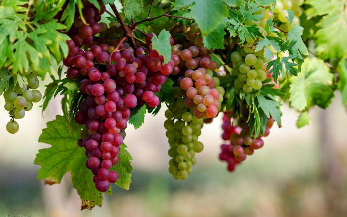 С какого возраста детям можно давать виноград?