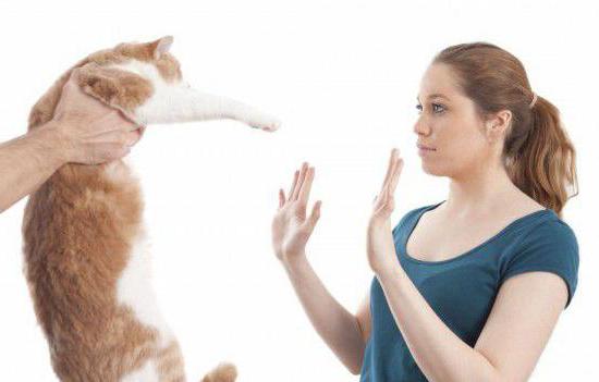 аллергия на кошек симптомы у взрослых 