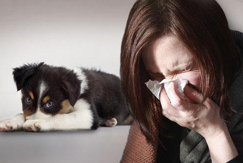 как проявляется аллергия на шерсть животных