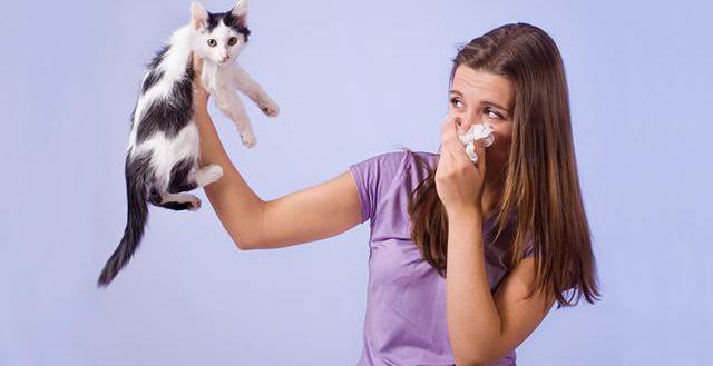 как вылечить аллергию на шерсть животных 