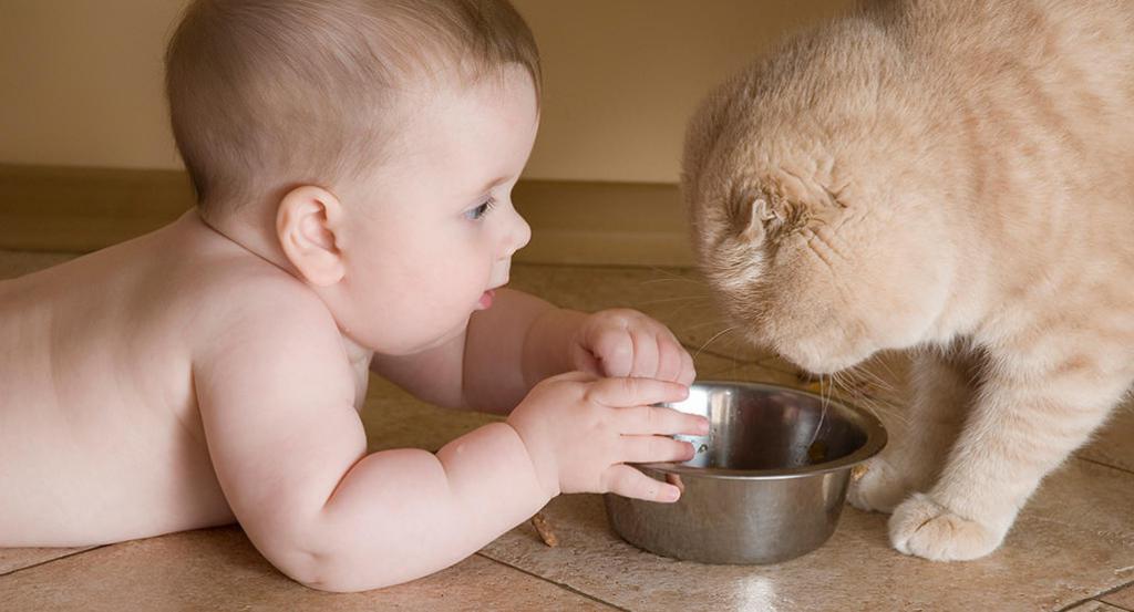 Как проявляется аллергия у младенцев на кошек