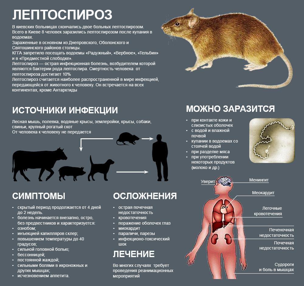 возбудитель лептоспироза таксономия