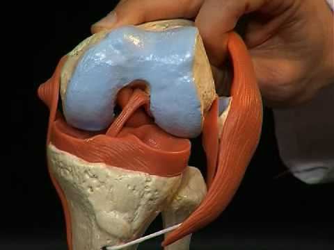 Соединение берцовой кости с коленным суставом