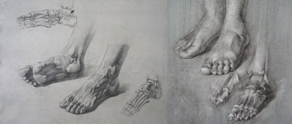 рисунок анатомии стоп