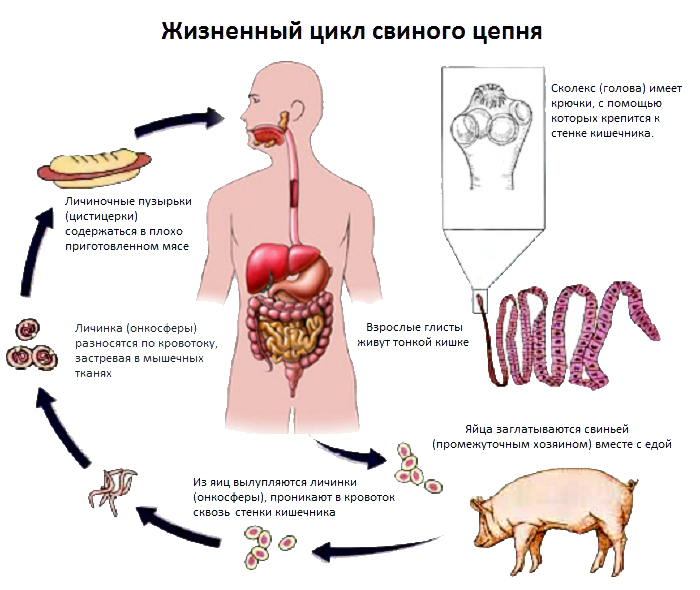 Схема жизненного цикла свиного цепня