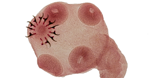 Свиной цепень под микроскопом