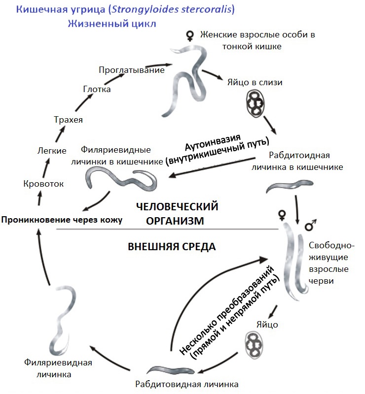 Схема жизненного цикла угрицы кишечной