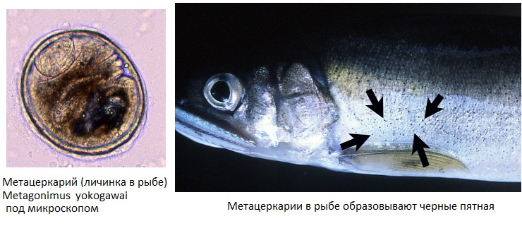 Метагонимоз рыб фото