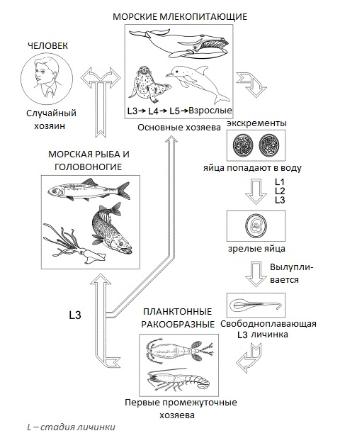 Жизненный цикл анизакид (Anisakidae)