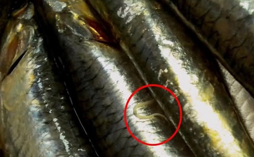 Анизакидоз рыб – фото рыбы из семейства Сельдевые
