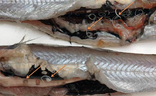 Анизакидоз рыб – фото северной потасу