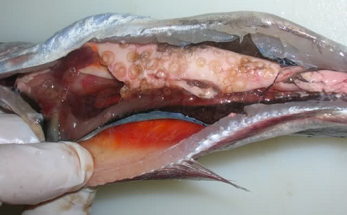 Анизакидоз рыб – фото паразита внутри рыбы из семейства Сельдевые