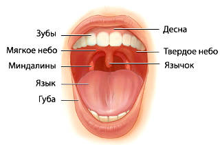 Глоточная миндалина