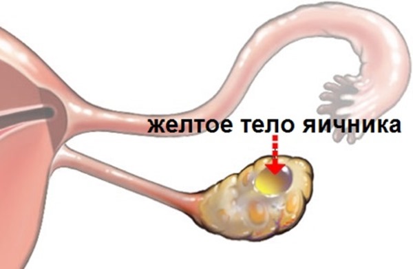 Желтое тело в яичнике - что это такое на узи при беременности, задержке, перед, после месячных, овуляции. Тест положительный и отрицательный