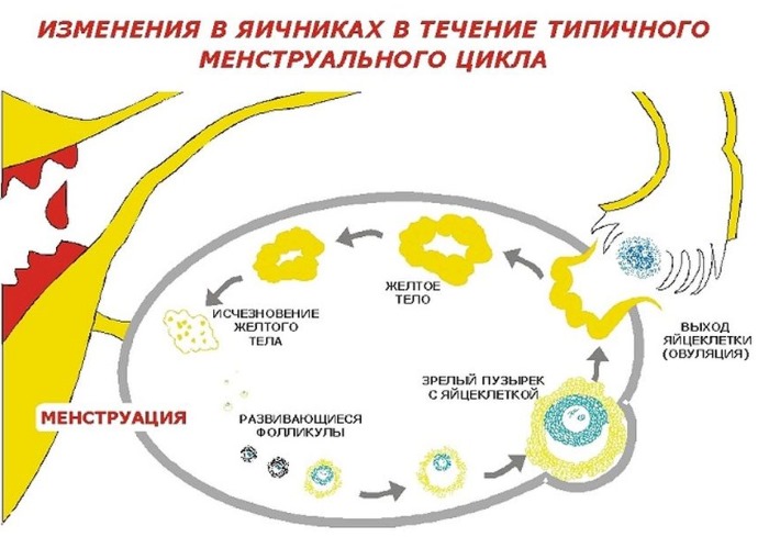 Желтое тело в яичнике - что это такое на узи при беременности, задержке, перед, после месячных, овуляции. Тест положительный и отрицательный