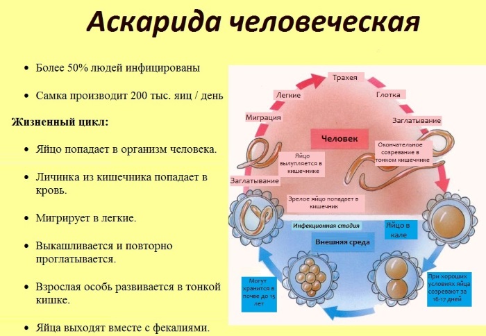 Глистная инвазия. Симптомы, диагностика и лечение у взрослых и детей