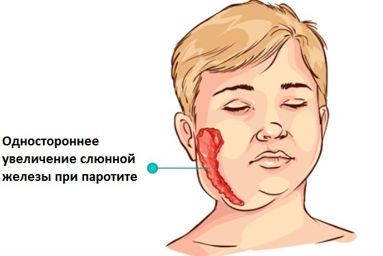 Околоушная слюнная железа человека. Иннервация, анатомия, гистология